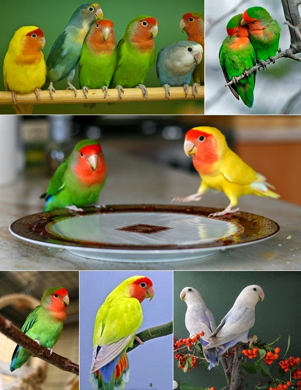 Catatan Burung JENIS  WARNA  DAN PENYEBARAN LOVEBIRD 