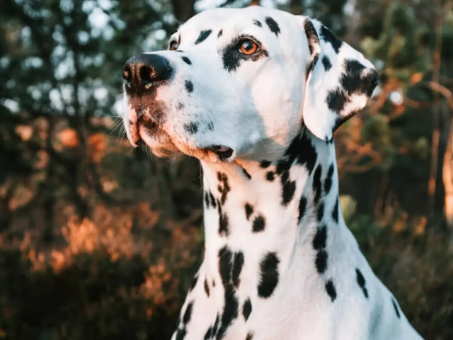 corgi dalmatian mix