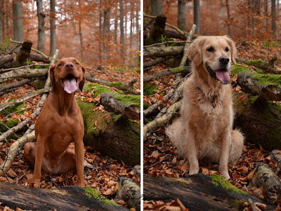 Magyar Vizsla und Golden Retriever im Wald