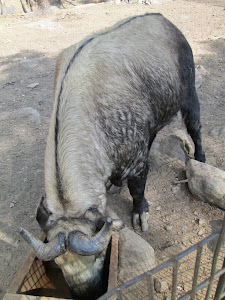 Takin, the National animal of Bhutan.