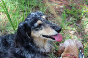 Eclectic Red Barn: Caleigh a 5 year old black/tan dapple dachshund