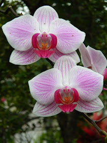 Allan Gardens Conservatory 2017 Christmas Flower Show Phalaenopsis orchids by garden muses-not another Toronto gardening blog