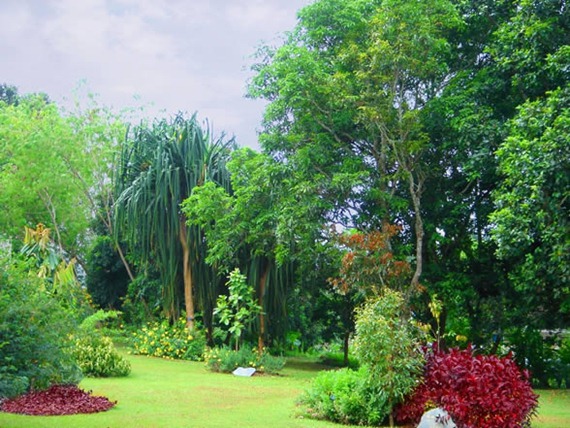 [Image: Xishuangbannan%252520tropical%252520rain...imgmax=800]