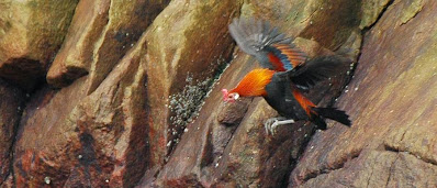 ayam hutan merah