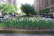 A Spring Day in Central Park (dsc )