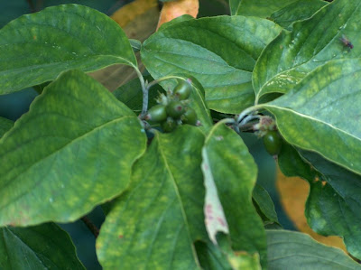 Half a dozen dogwood leaves with a cluster of berries, a fly and a few yellowed leaves in the background