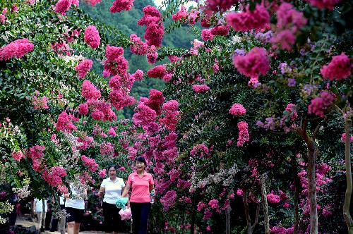 درەختی کرەیپ مێرتڵ  Crepe Myrtle