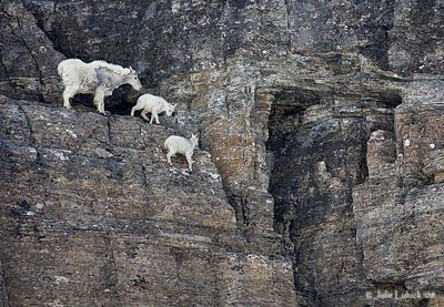 mountain goats foto