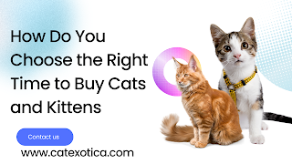 Buy Cats and Kittens for Sale in Bangalore