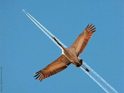 Ave volando debajo de un avión que va dejando estela