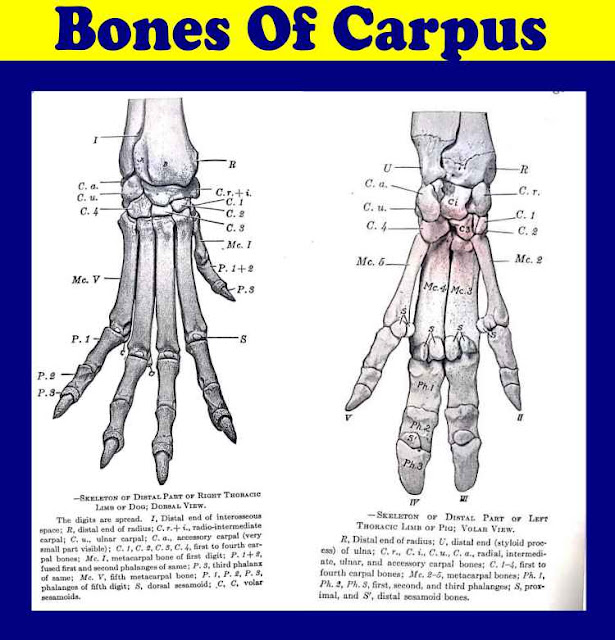 Bones of carpus