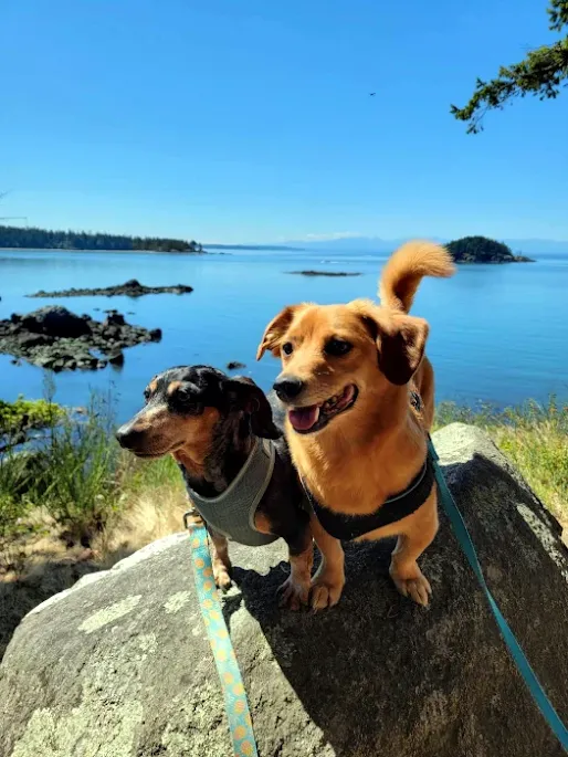 Dogs at Deception Pass State Park