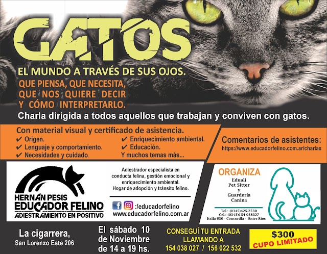 GATOS "EL MUNDO A TRAVÉS DE SUS OJOS"