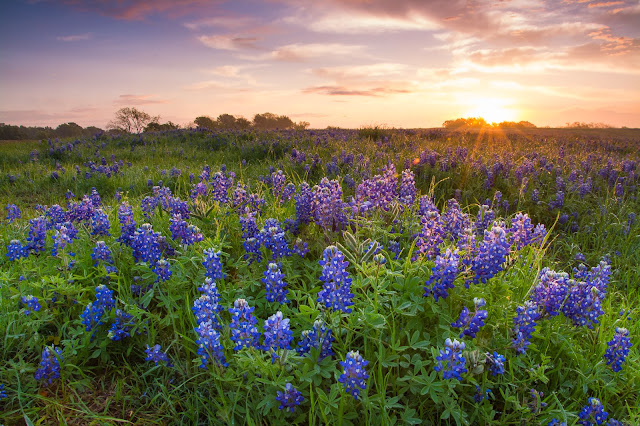 Sunrise, Ennis Bluebonnet Festival