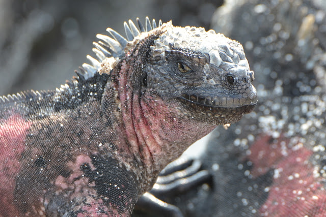 Gardner Bay Galapagos iguana face