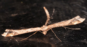 Beautiful Plume, Amblyptilia acanthadactyla.   Near my garden light trap on 9 April 2015