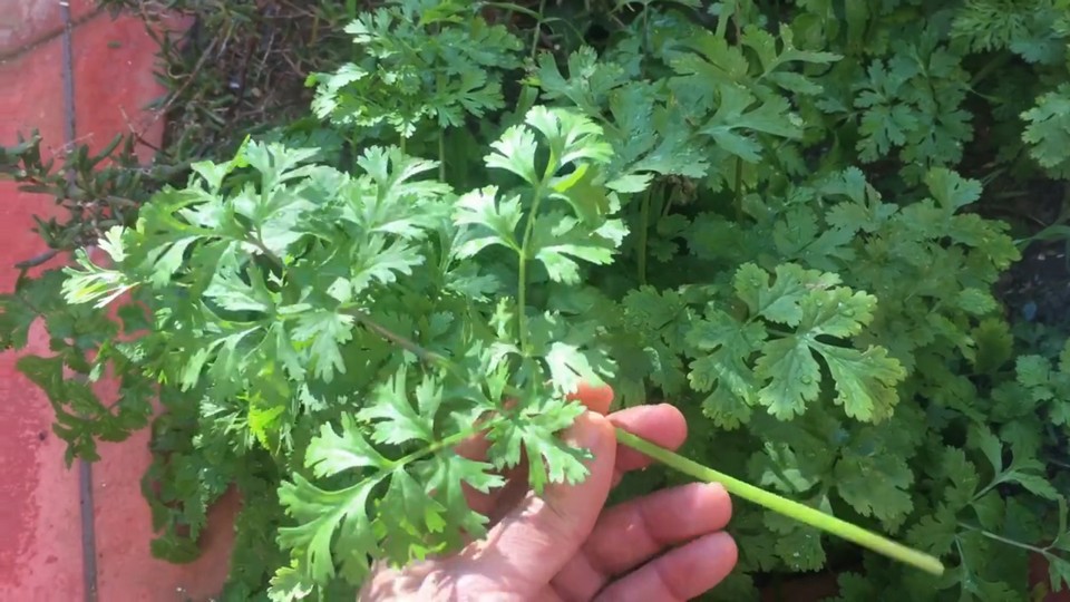 When you harvest the cilantro leaves, make sure that you are using sharp, clean scissors. It’s best to harvest a few larger leaves from several plants, so they all keep producing.