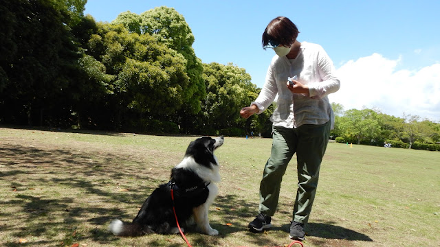 保護犬 ボーダーコリー トーマ