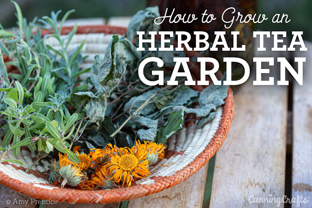 Growing an Herbal Tea Garden