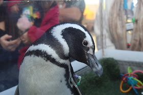 Aquarium of the Pacific penguins