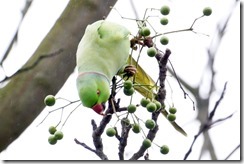 paris 2012 parrots in parc montsouris 010913 00003