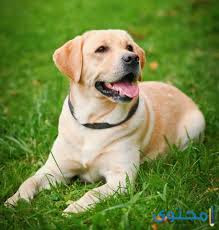 Train a Labrador Retriever dogs