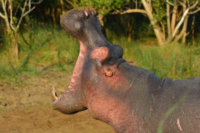 Hippopotamus amphibius