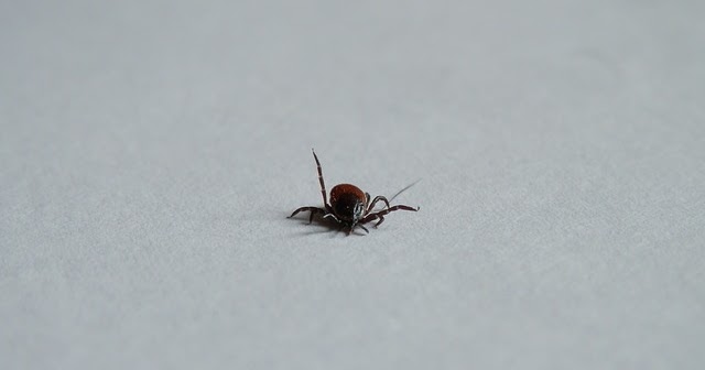 Vedeževanje: Borelioza simptomi: migrirajoči eritem ter ...