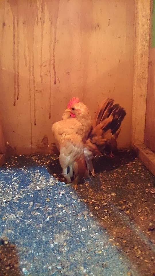 SERAMA TELIPOT: Pentingnya Ubat Cacing Untuk Ayam anda 