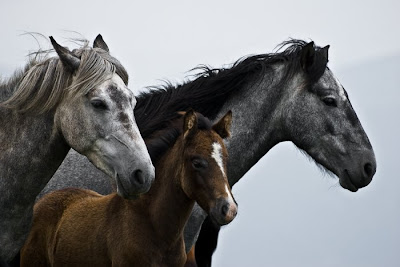 beautiful horses