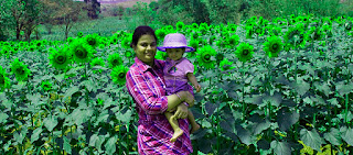 sunflower farm