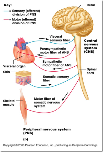 cervical mucus