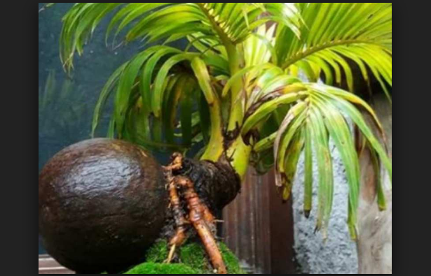 Bonsai kelapa gading terbaik seindonesia