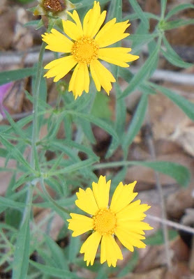 coreopsis