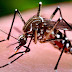 El municipio intensifica las recomendaciones para prevenir los contagios del Dengue