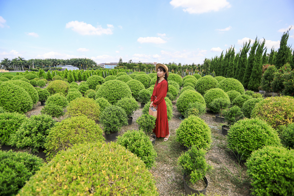 彰化田尾松竹園藝七里香波波草好有趣，還有各種松柏免費入園拍照