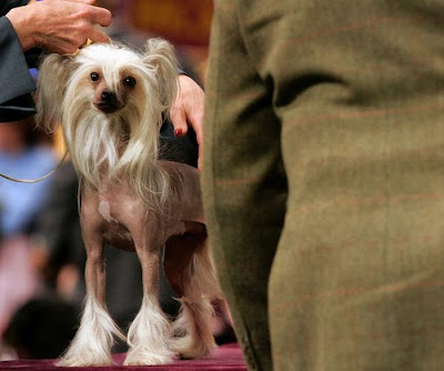 Worst Dog Haircuts Ever