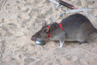 Apopo Ratte / Training