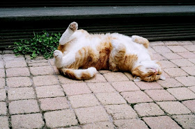 Funny cat pictures part 14, funny cat sleeping