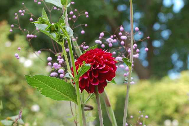 Dahlia met thalictrum