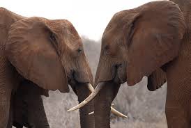 Cara Berkembang Biak Gajah  REFERENSI BEBAS