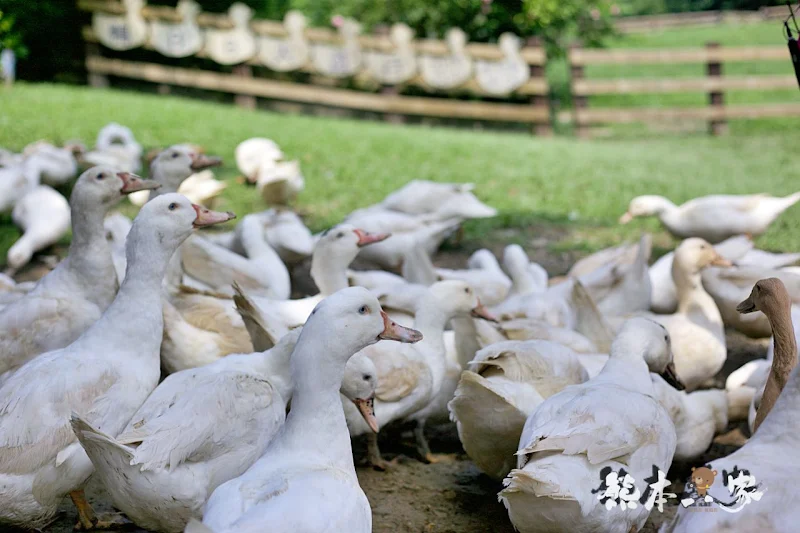 苗栗親子必訪｜可愛鴨鴨大遊行、兔寶寶、黑山羊生態區~飛牛牧場有趣互動體驗