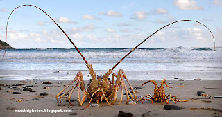 Biggest prawn images