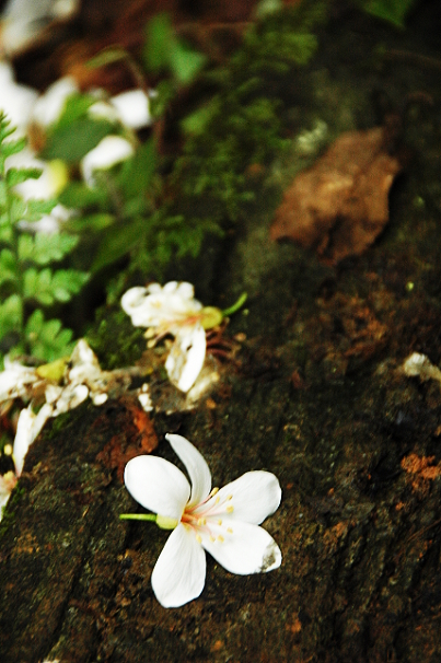 桃園 藥物植物園 油桐花 2011-5-7 下午 04-09-44.JPG