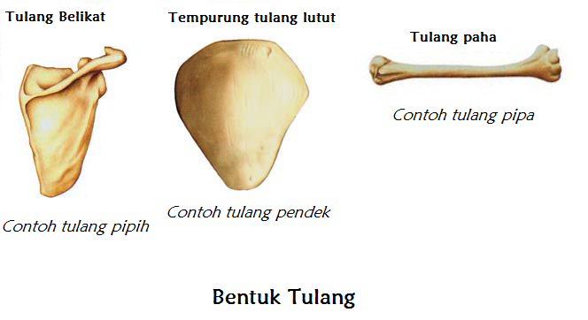 Pras Academy SD Macam Macam bentuk tulang