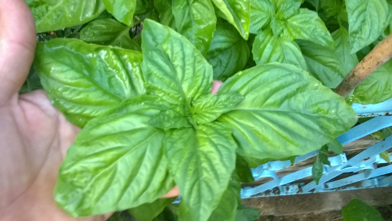 lovely sweet basil