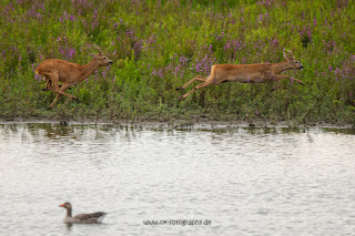 Wildlifefotografie Lippeaue Rehwild Brunft Blattzeit Olaf Kerber