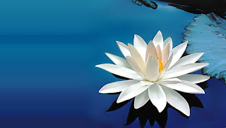 Gambar Bunga Teratai Putih Yang Cantik_Lotus Flower Picture