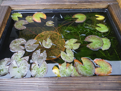 姫睡蓮の育て方 植え替え 成長 花が咲く メダカの大工