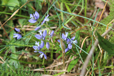 Liggende Vleugeltjesbloem - Lizzende Wjukjeblom - Polygala serpyllifolia